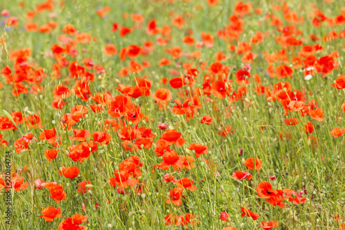 Fototapeta Naklejka Na Ścianę i Meble -  a fields full of blooming red poppies