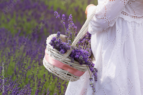 Fototapeta Naklejka Na Ścianę i Meble -  girl in a white dress with a basked on the field of freshly bloosoming lavender.