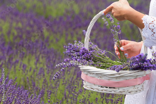 Fototapeta Naklejka Na Ścianę i Meble -  girl in a white dress with a basked on the field of freshly bloosoming lavender.