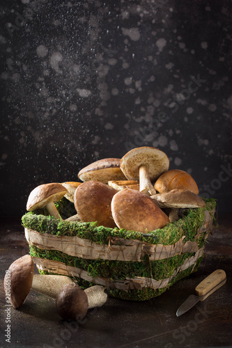 Forest mushrooms in basket with moss, autumn harvest, boletus, white and aspen. Raw fresh mushrooms on dark background