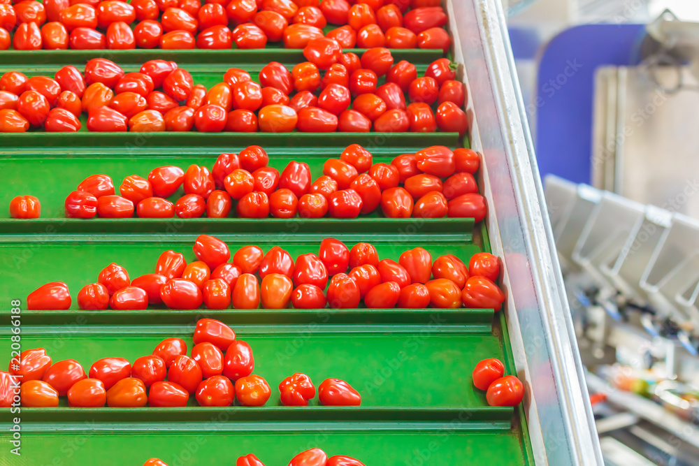 Fresh small tomatoes on a green conveyor belt in a Dutch greenhouse Fresh small tomatoes on a green conveyor belt in a Dutch greenhouse