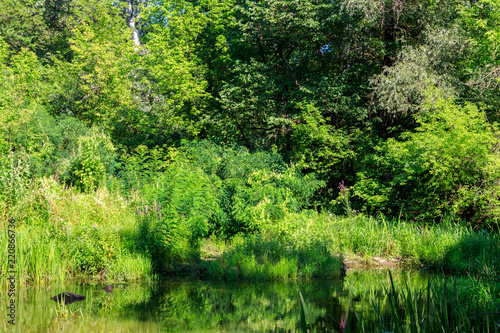 Swamp in the green deciduous forest at summer