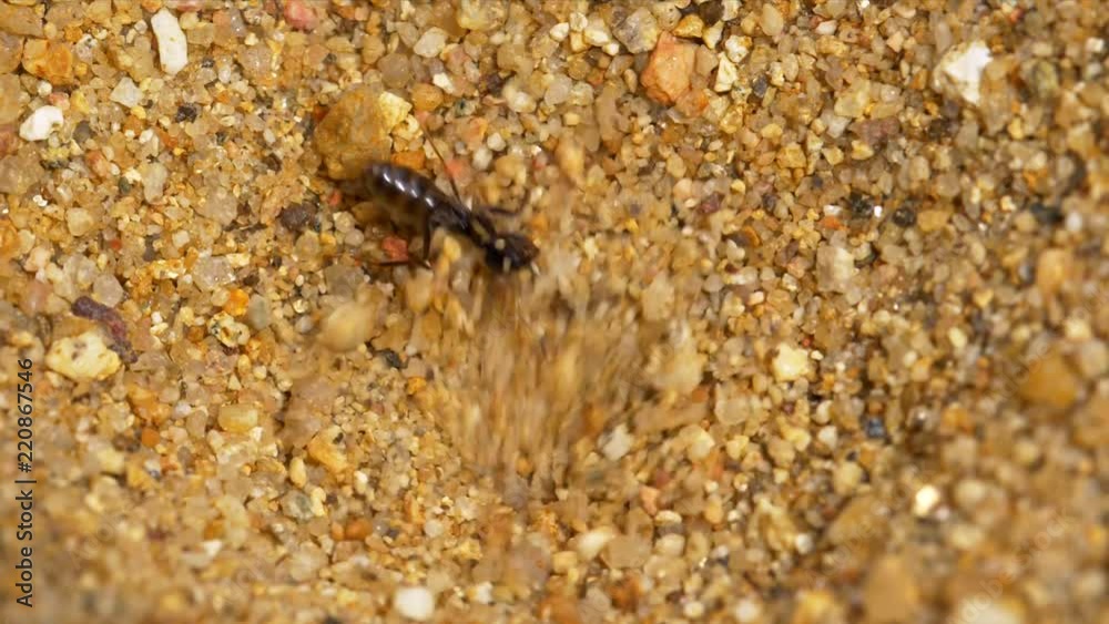 Antlion larva (Myrmeleon formicarius) hunting ants
