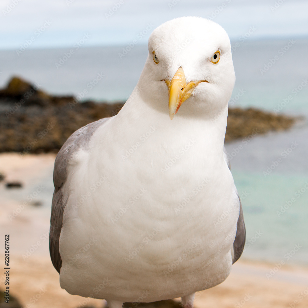 Obraz premium Silbermöwe (Larus argentatus) am Strand Herring Gull
