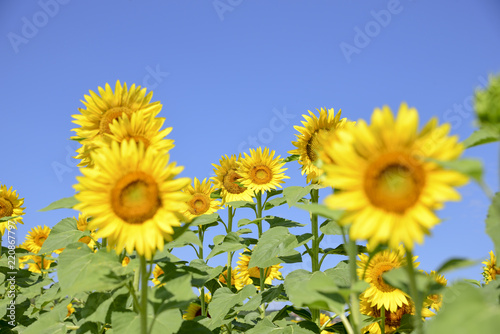 field of sunflowers on a sunny day with blue sky