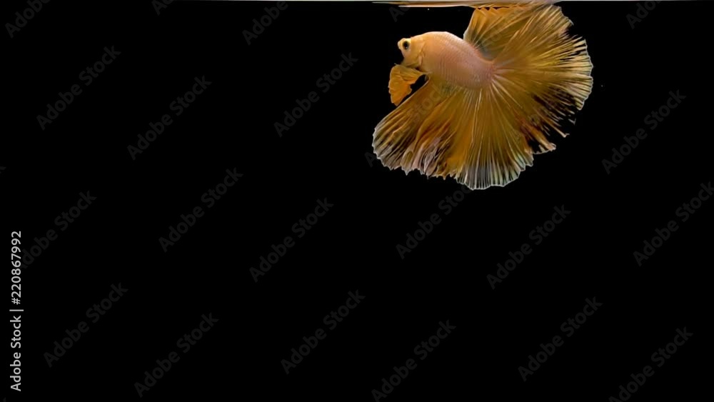 Siamese Fighting Fish or Betta has developed a variety of fins, tail and a variety of colors. Siamese Fighting Fish or Betta has developed a variety of fins, tail and a variety of colors.