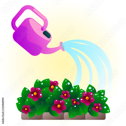 watering pink flowers vector illustration