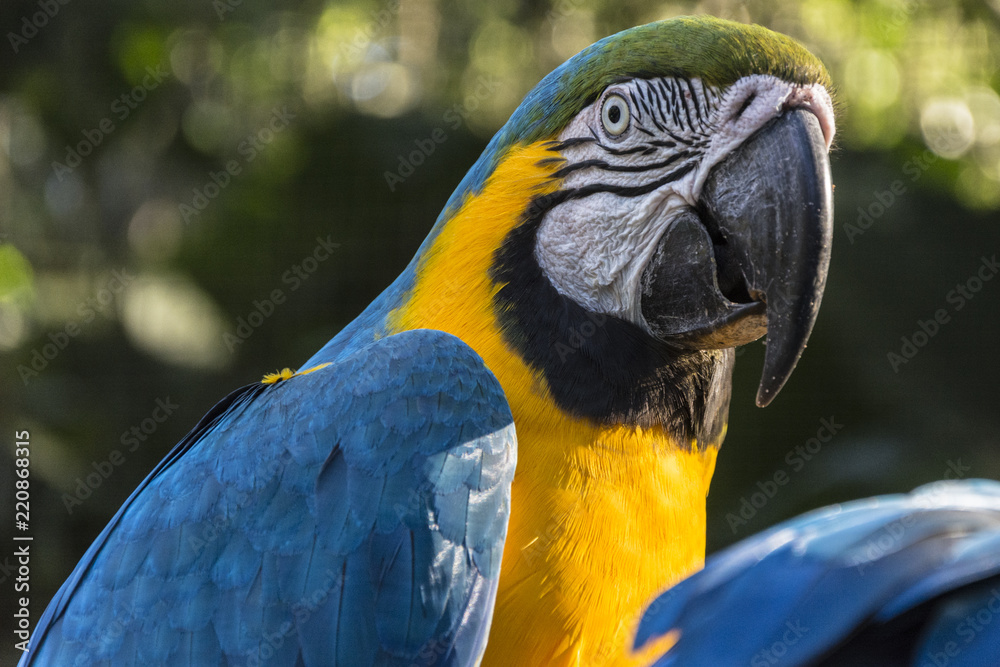 Fototapeta premium Colorful blue macaw