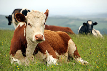 Foto auf Leinwand Kuh Hereford cow sitting with other Friesian cattle on a hilltop pasture field with misty background  © Gary Perkin