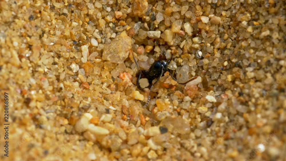 Antlion larva (Myrmeleon formicarius) killing ant Antlion larva (Myrmeleon formicarius) killing ant