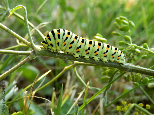Close up of a caterpillar of the Swallowtail Butterfly (Papilio machaon) feeding on a wild parsnip plant