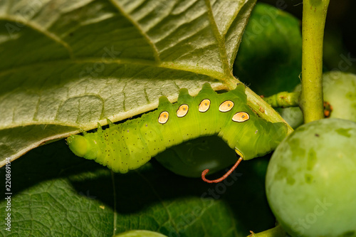 Pandora Sphinx Moth Caterpillar (Eumorpha pandorus) photo