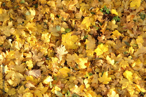Autumn background - natural orange and yellow leaves