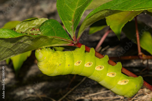 Pandora Sphinx Moth Caterpillar (Eumorpha pandorus) © ondreicka