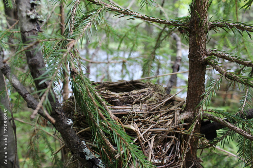 Nest made by a bird in the forest from branches. Nest made by a bird in the forest from branches.