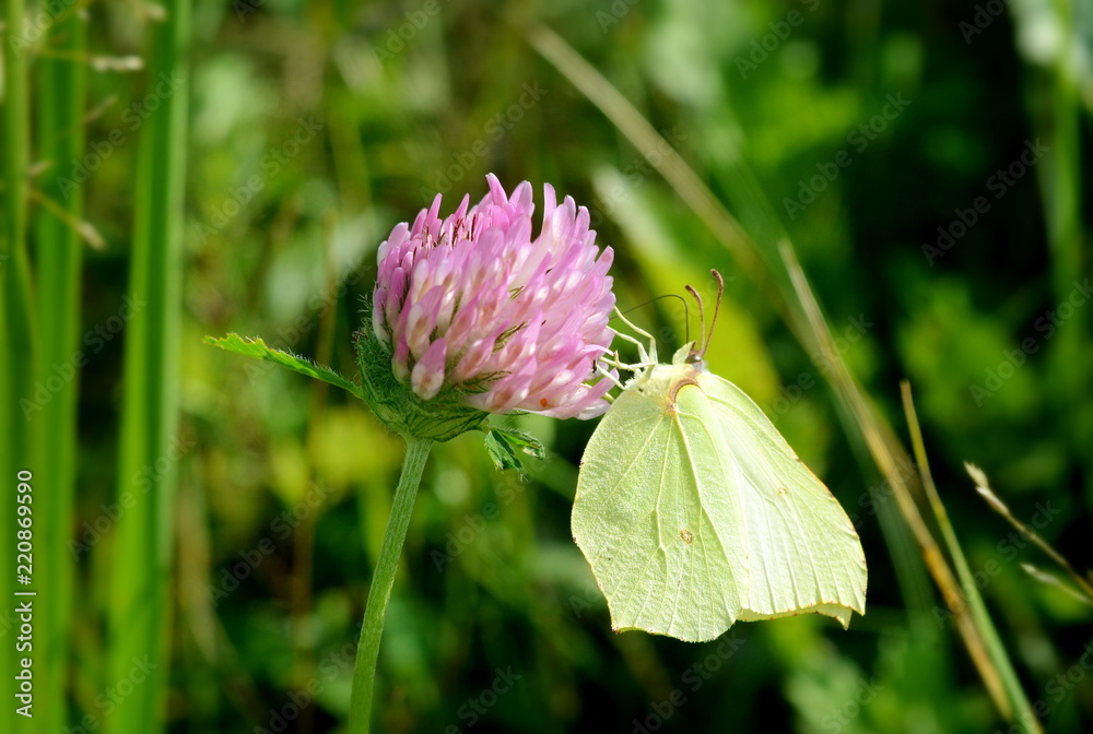 Yellow butterfly Gonepteryx rhamni on a red clover flower close-up Yellow butterfly Gonepteryx rhamni on a red clover flower close-up