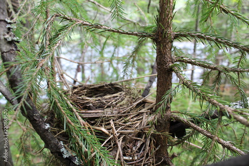 Nest made by a bird in the forest from branches.