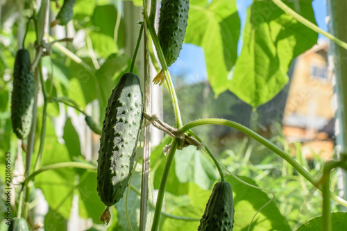 Several ripe green cucumbers hang on a branch in a greenhouse in the bright rays of the sun