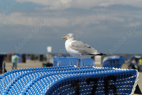 Möve auf Strandkorb im Weltnaturerbe Nationalpark Wattenmeer  - Stockfoto photo