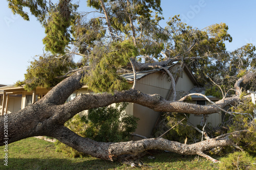 Tree Damage to Roof after Major Monsoon