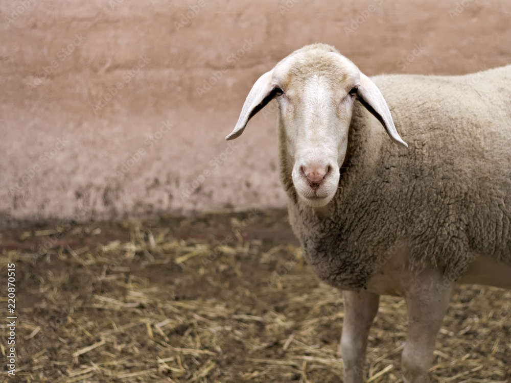 Obraz premium A sheep on a farm 