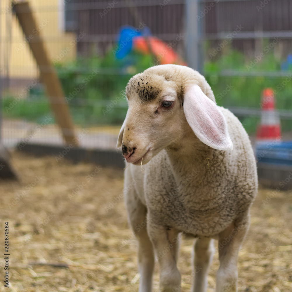 Fototapeta premium A sheep on a farm 