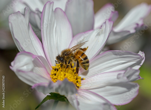 Close up of a honeybee feeding on the stamen of a cosmos flower with a natureal background