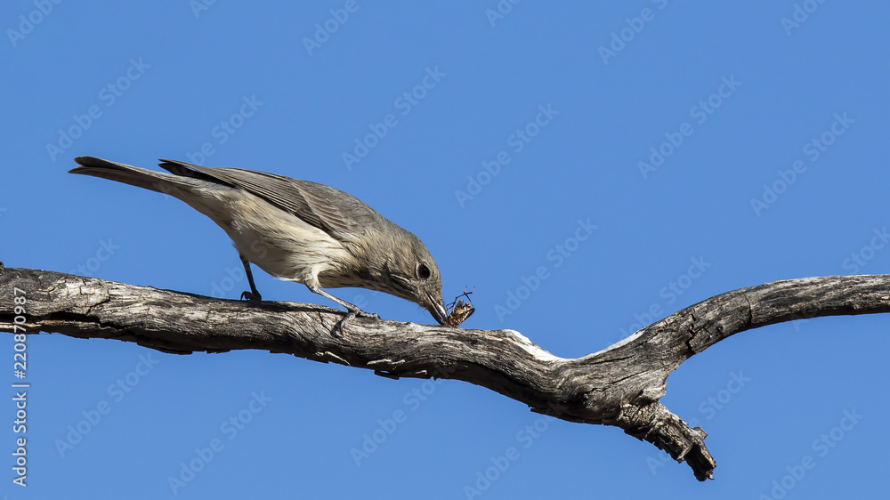 Rufous Whistler (Pachycephala rufiventris) race Rufous Whistler (Pachycephala rufiventris) race