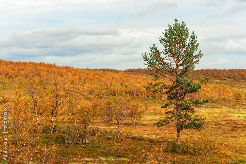 Pine wood and birches in the autumn forest Pine wood and birches in the autumn forest