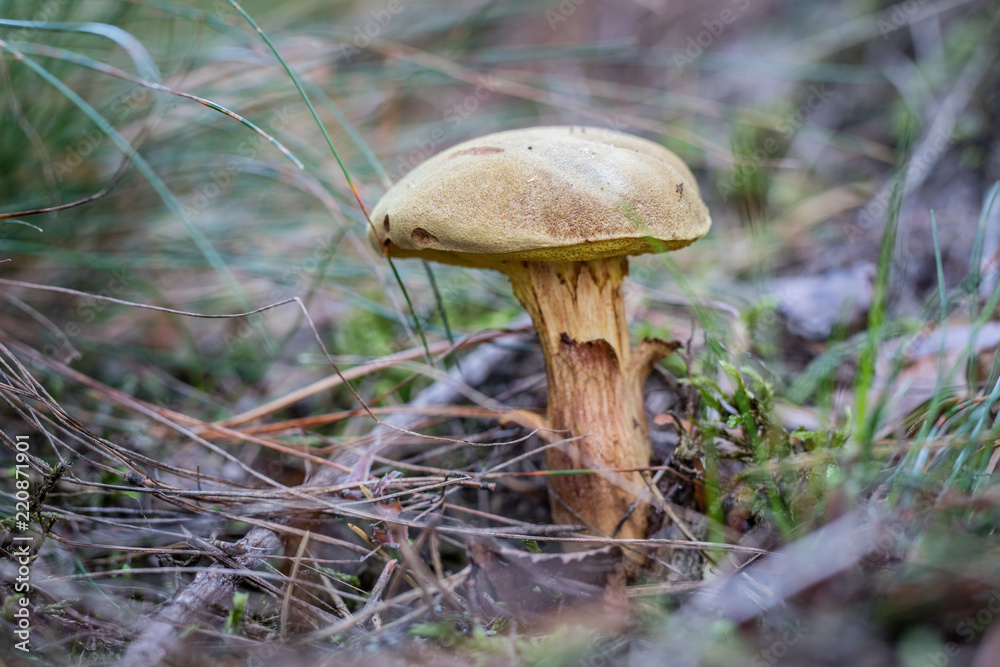 Fototapeta premium Beautiful forest mushrooms in the thickets. Hats of ripe fruiting bodies of the fungus in the deciduous forest.