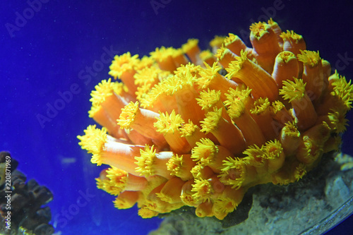 Yellow Zoanthis Underwater photo