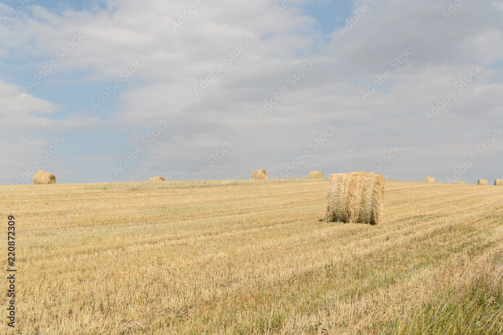 horizontal photo of round hay bales in a field