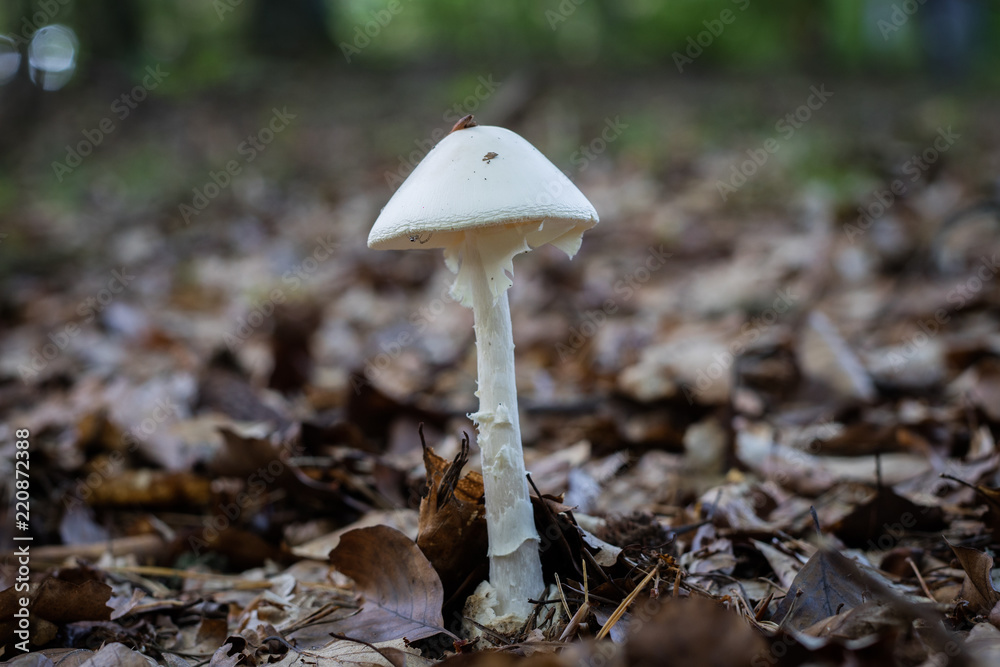 Beautiful forest mushrooms in the thickets. Hats of ripe fruiting bodies of the fungus in the deciduous forest. Beautiful forest mushrooms in the thickets. Hats of ripe fruiting bodies of the fungus in the deciduous forest.