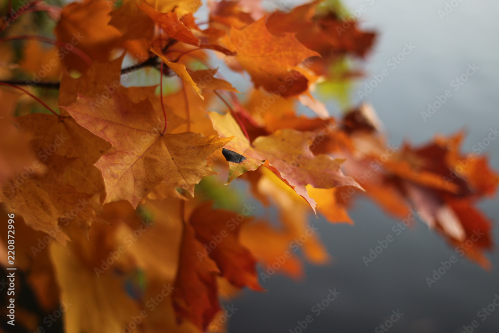 Colorful maple leaves in autumn against grey sky.