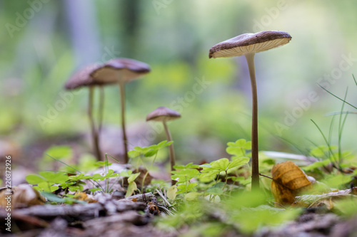 Beautiful forest mushrooms in the thickets. Hats of ripe fruiting bodies of the fungus in the deciduous forest.