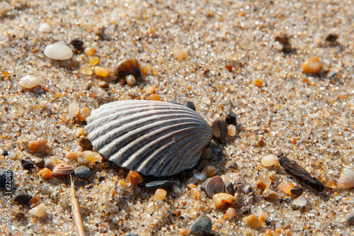 Macro Seashell tan ripple