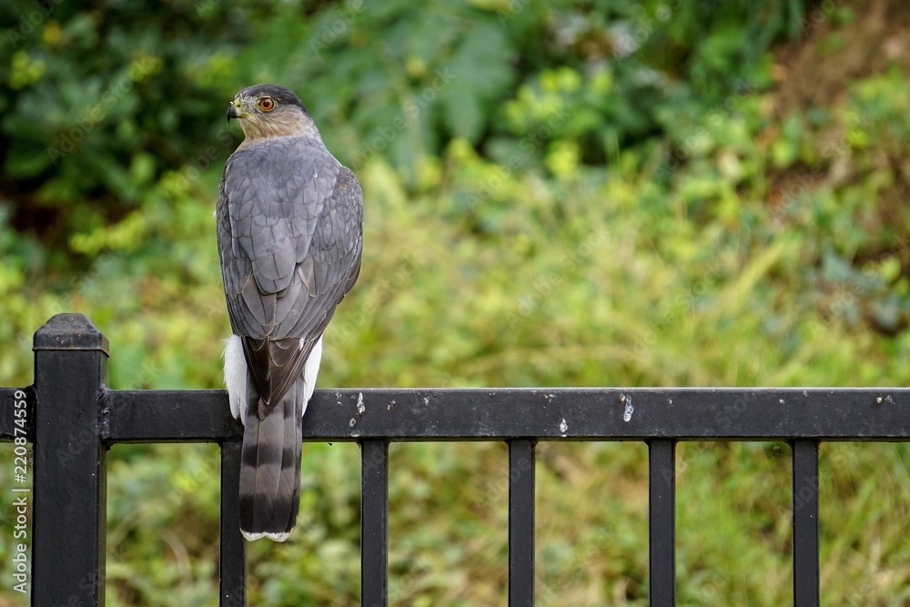 Obraz premium Cooper's hawk