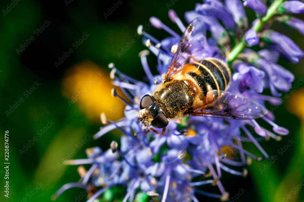 Bumblebee and flower. Bumblebee and flower.