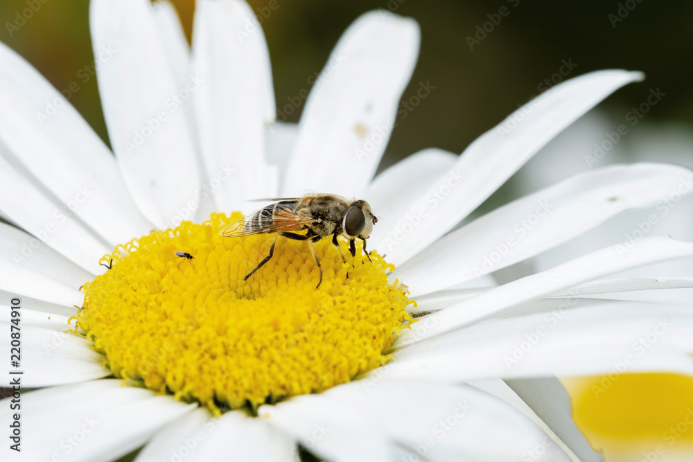 Obraz premium Macro of a Hoverfly (Eristalis interrupta) on a White Daisy Seeking Pollen
