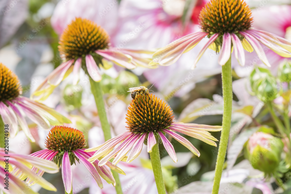 Macro of Long-horned Bee (Melissodes) on Double Decker Cone Flower (Echinacea) Seeking Pollen Macro of Long-horned Bee (Melissodes) on Double Decker Cone Flower (Echinacea) Seeking Pollen