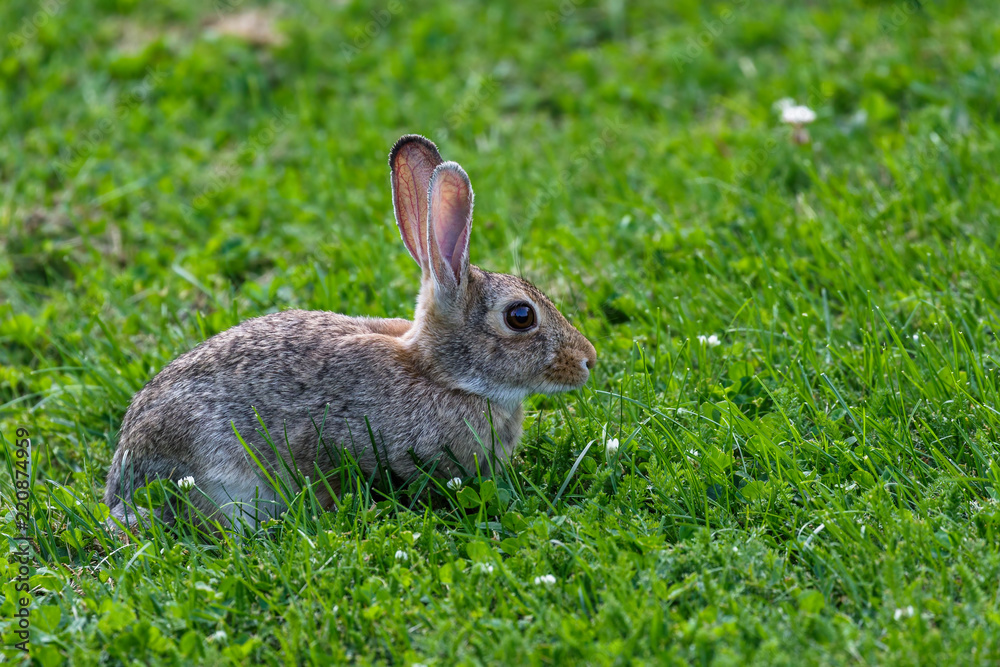 Cottontail Rabbit Cottontail Rabbit