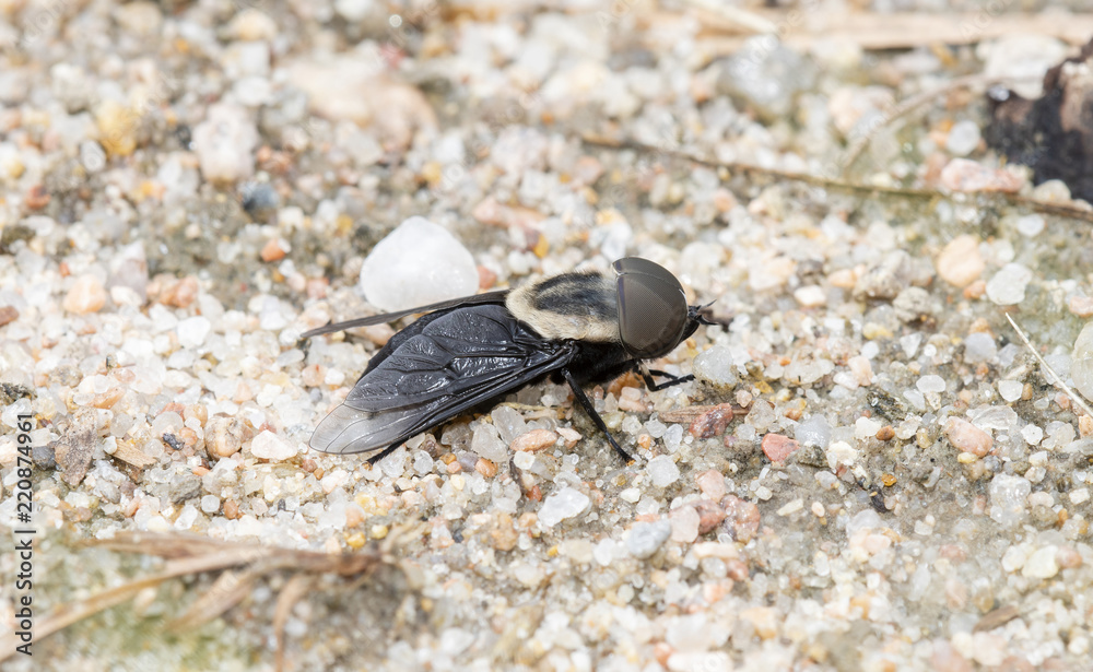 Western Horsefly (Tabanus punctifer) Perched on the Ground on Rocky Soil in Eastern Colorado