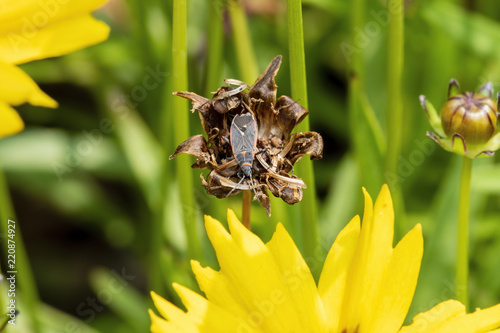 Macro of Box Elder Bug (Boisea trivittata) on Dried Flower Head photo