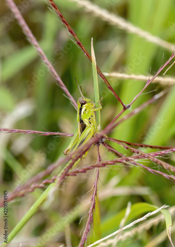 Two-striped Grasshopper (Melanoplus bivittatus) 5th instar Nymph on Stalk of Grass in Eastern Colorado photo