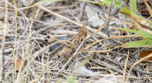 Handsome Grasshopper (Syrbula admirabilis) Perched in Grassy Habitat on the Plains of Eastern Colorado
