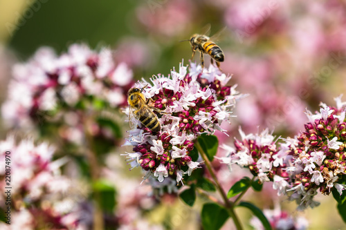 Bees gathering nectar