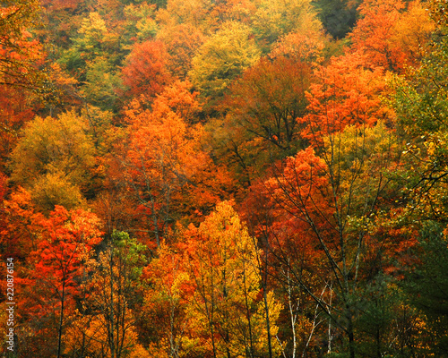 Fall Foilage along the scenic Mohawk Trail in Massachusetts,USA