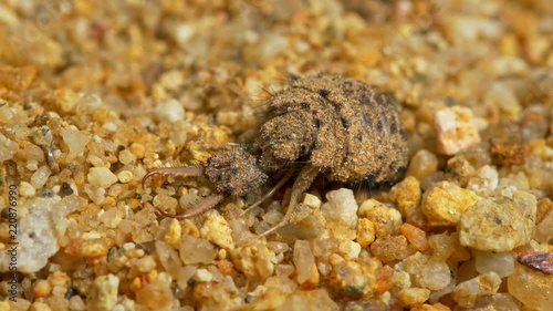 Antlion larva (Myrmeleon formicarius) detail photo