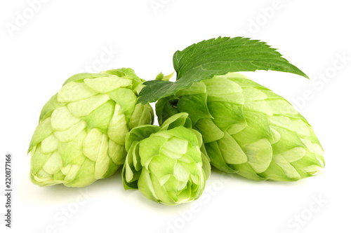 Branc hop with leaves isolated.