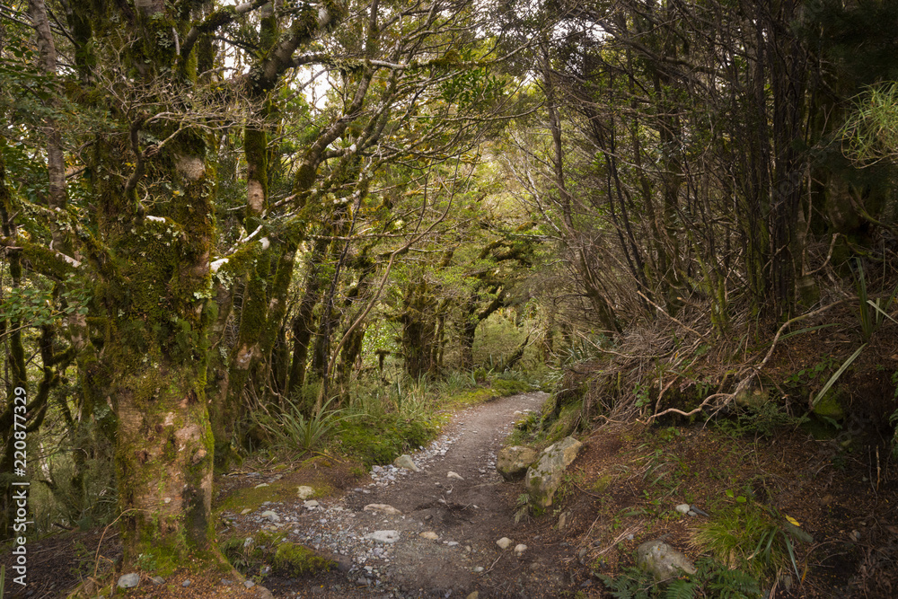 Naklejka premium Enchanted Forest Path, Routeburn Track, NZ
